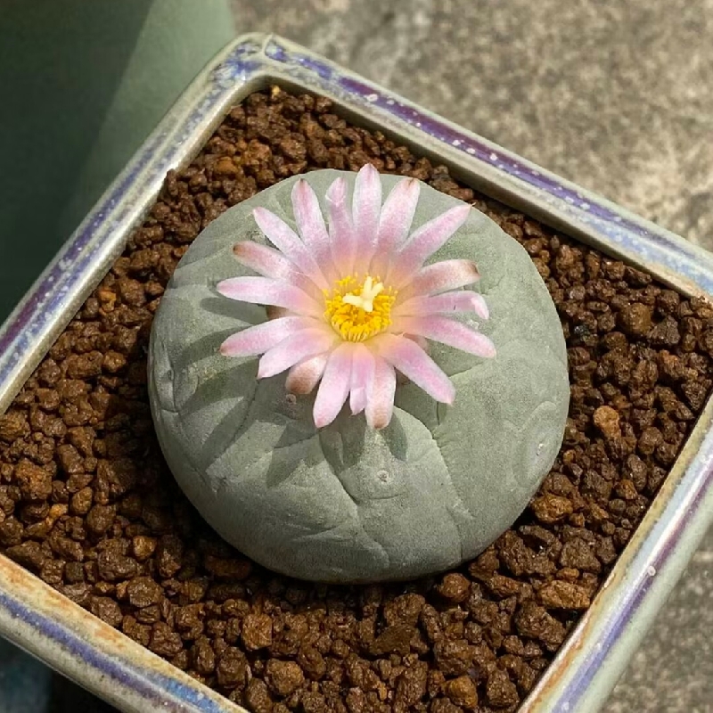 4cm 1PCS Seedling Cactus Live Plants Lophophora williamsii Beautiful Cactus Rare Garden Cactus
