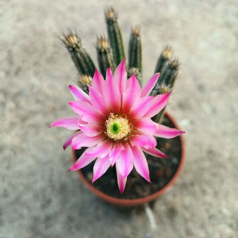 9cm 1PCS Cacuts Live Plants Echinocerteus Poselgeri Beautiful Cactus Rare Cactus
