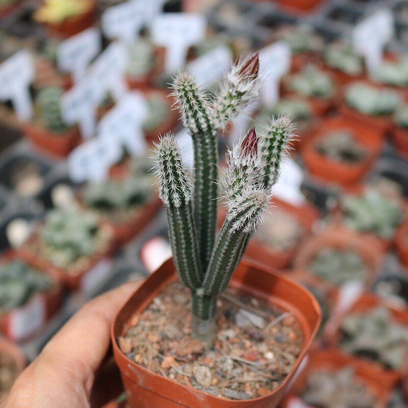 9cm 1PCS Cacuts Live Plants Echinocerteus Poselgeri Beautiful Cactus Rare Cactus