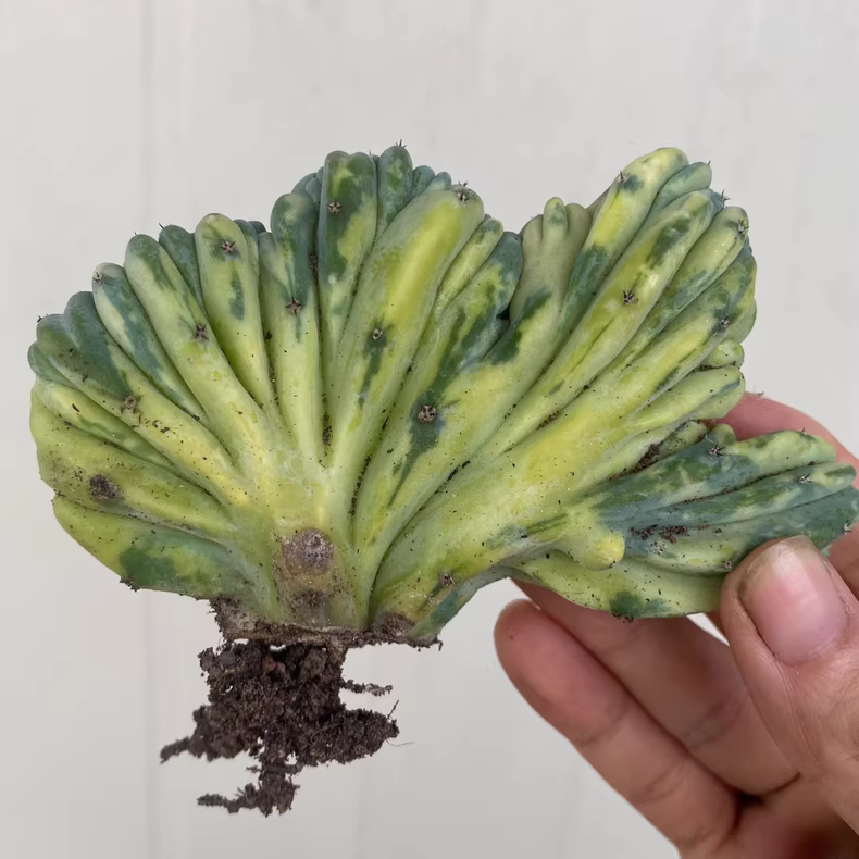 7-10cm 1PCS Cactus Live plants Myrtiiocactus Geometrizans Cristata Variegated Beautiful Rare garden Cactus