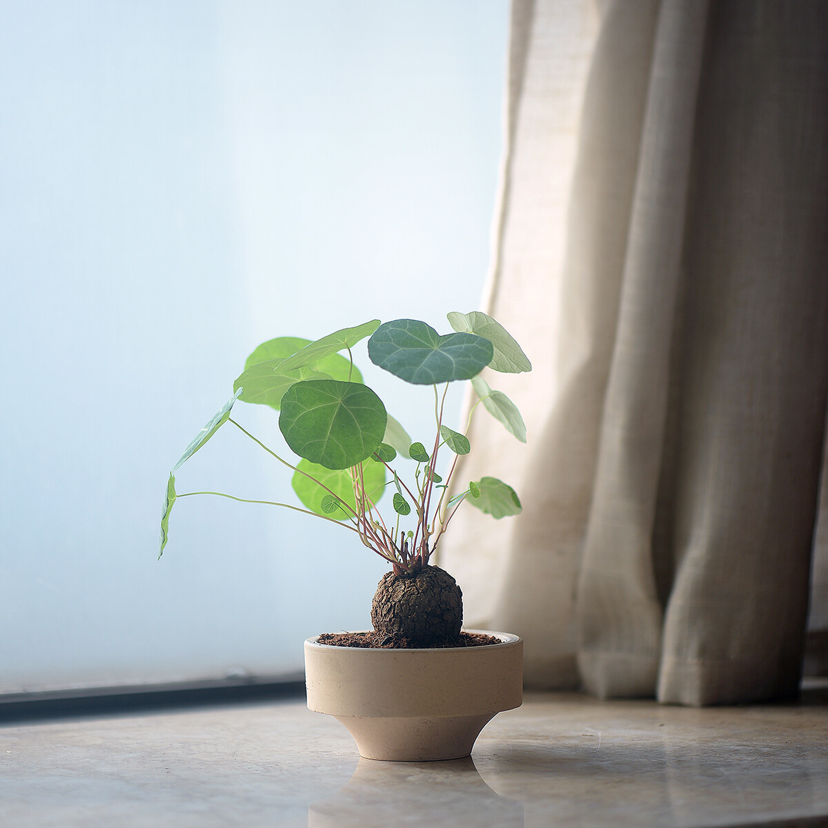 4CM 1PCS Seedling Cactus Live Plants Stephania Cepharantha Hayata Beautiful Cactus Rare Cactus