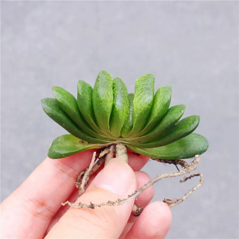 6cm 1PCS Seedling Cactus Live Plants Haworthia truncata Schönland Beautiful Rare succulent plant
