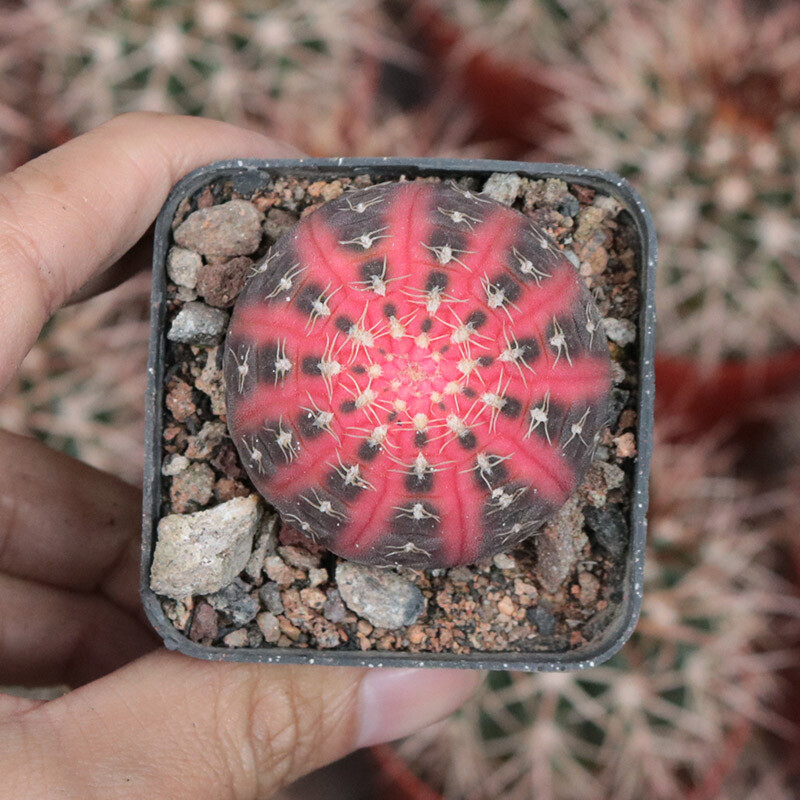 4cm 1PCS Seedling Cactus Live Plant Gymnocalycium Ragonesei Variegated Beautiful Garden Rare Succulent plant