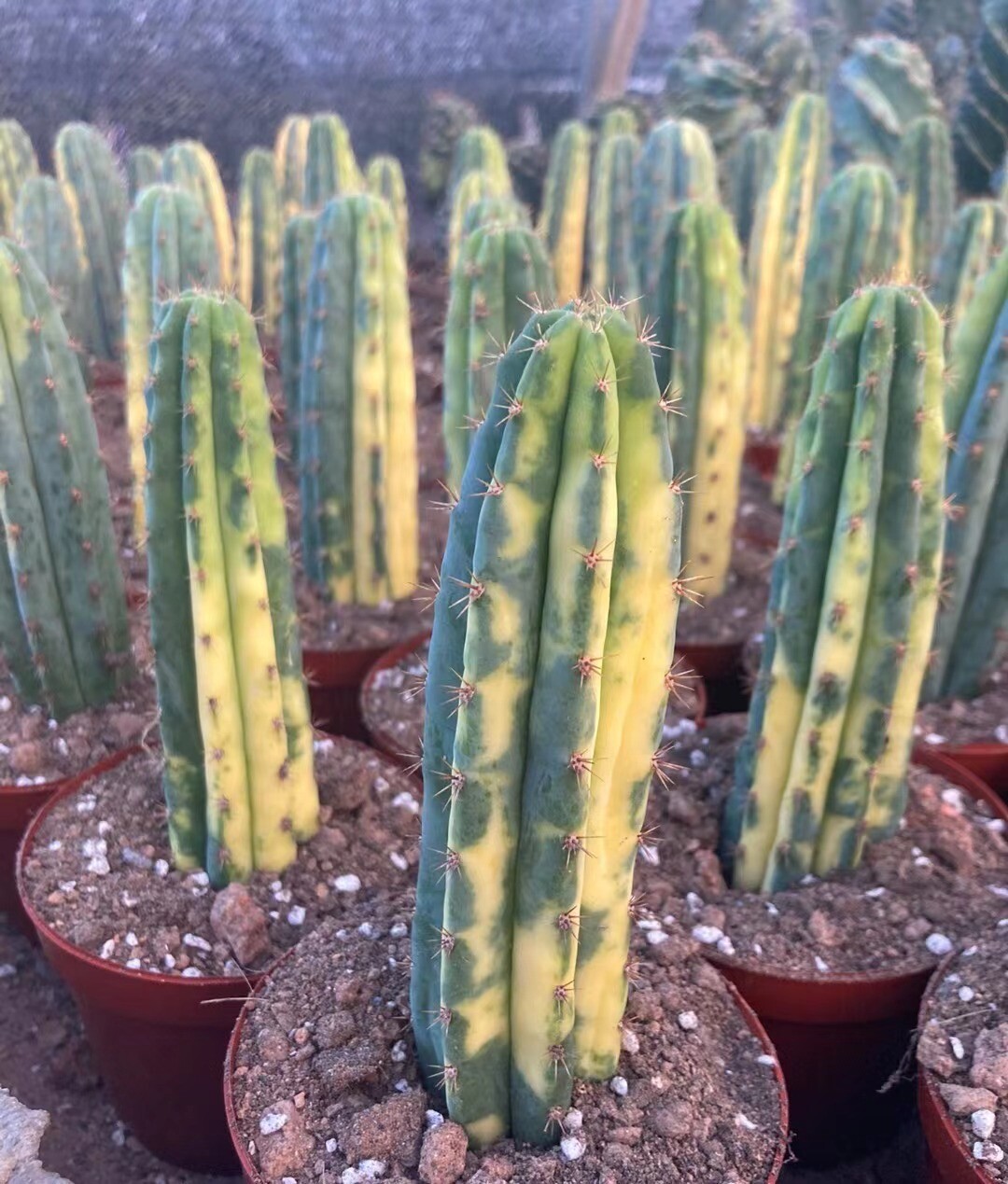 9-11cm 1PCS Cactus Live Plant Trichocereus pachanoi Variegated Beautiful Cactus Rare Garden Cactus