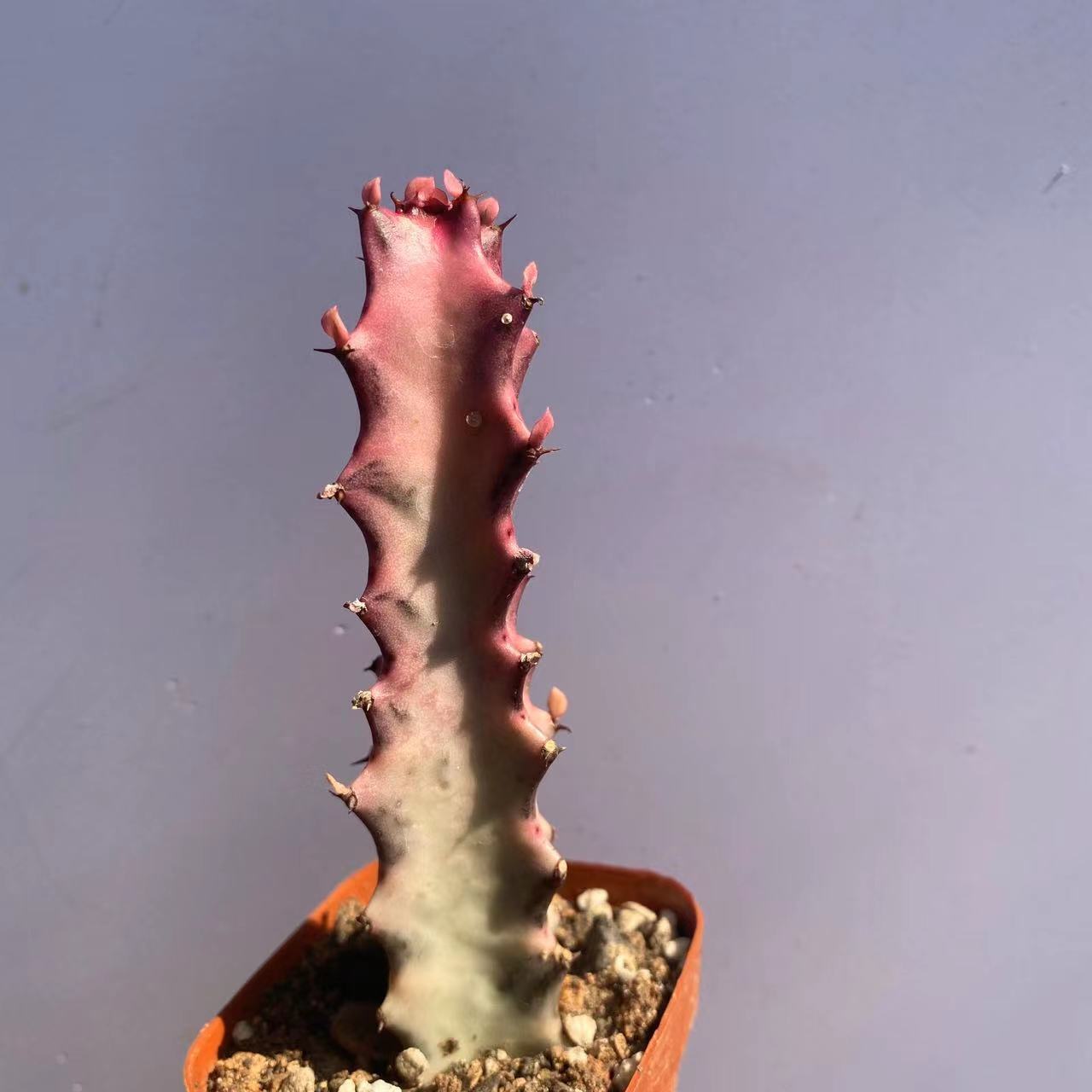 8-10CM Cactus Live Plants Euphorbia Trigona F. Variegata Beautiful Rare Cactus