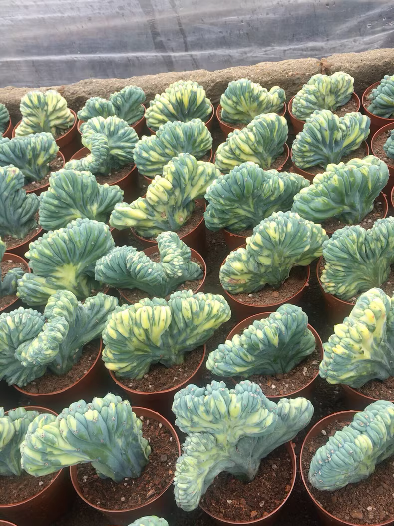 7-10cm 1PCS Cactus Live plants Myrtiiocactus Geometrizans Cristata Variegated Beautiful Rare garden Cactus