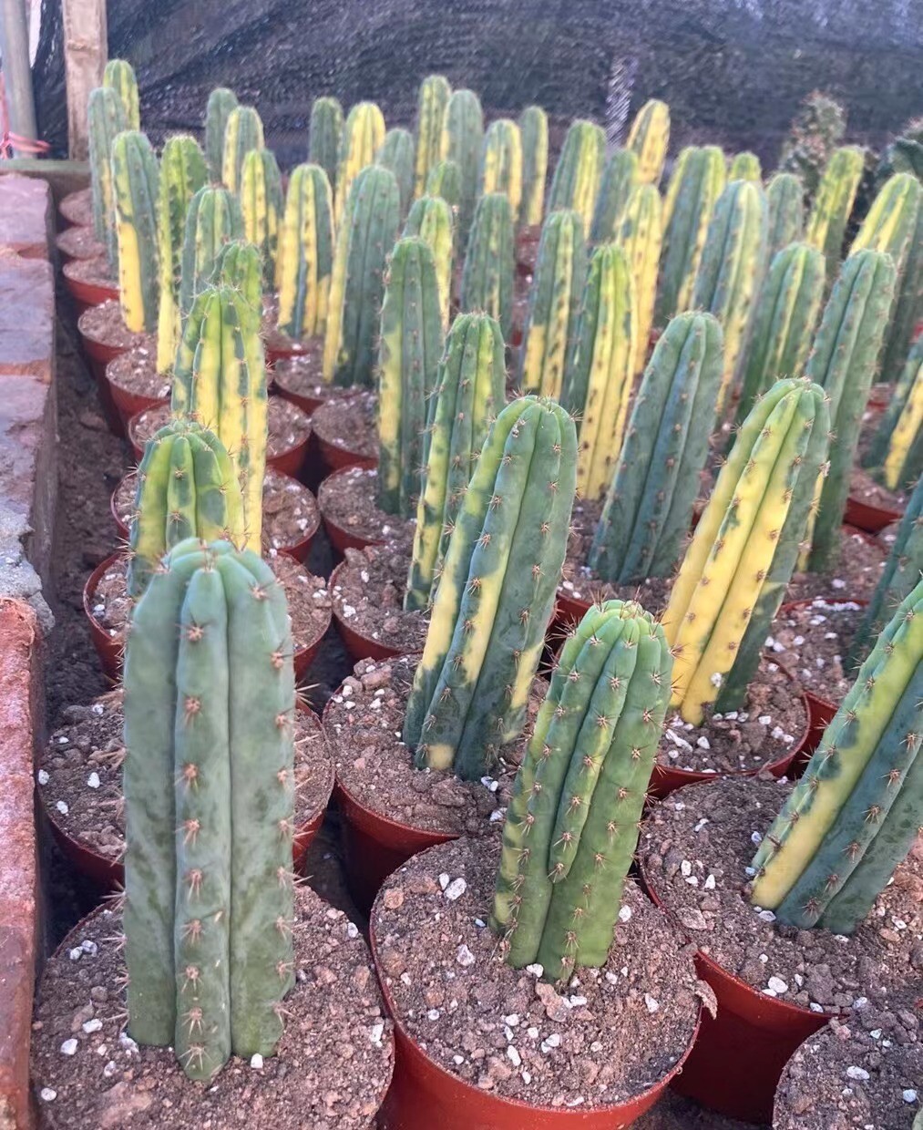 9-11cm 1PCS Cactus Live Plant Trichocereus pachanoi Variegated Beautiful Cactus Rare Garden Cactus