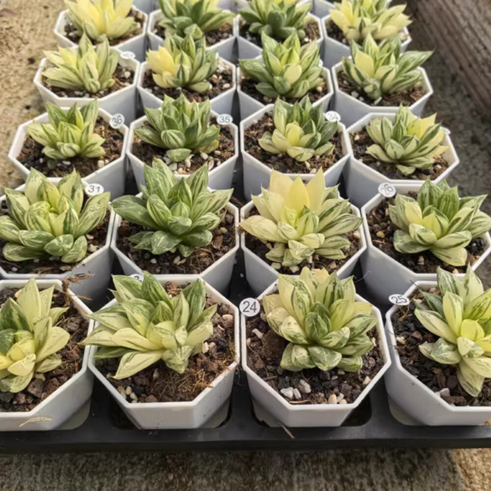 4-5CM 1PCS Seedling Cactus Live Plant Haworthia Cymbiformis Variegated Beautiful Cactus