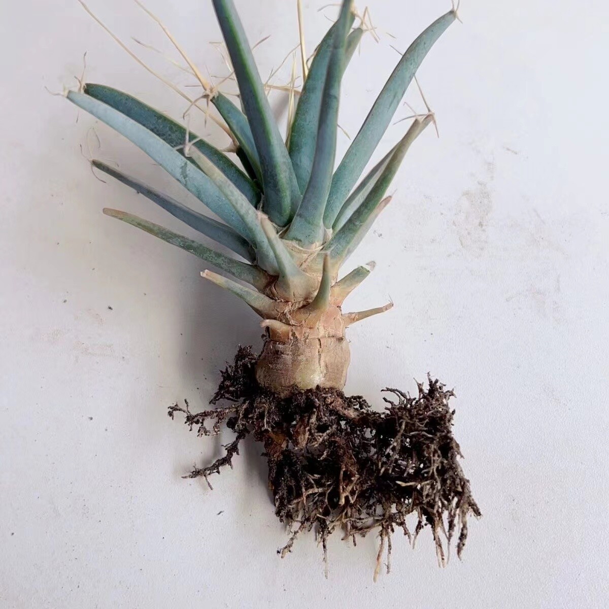 4-6cm 1PCS Seedling Cactus Live Plants Leuchtenbergia principis Beautiful Rare succulent plant