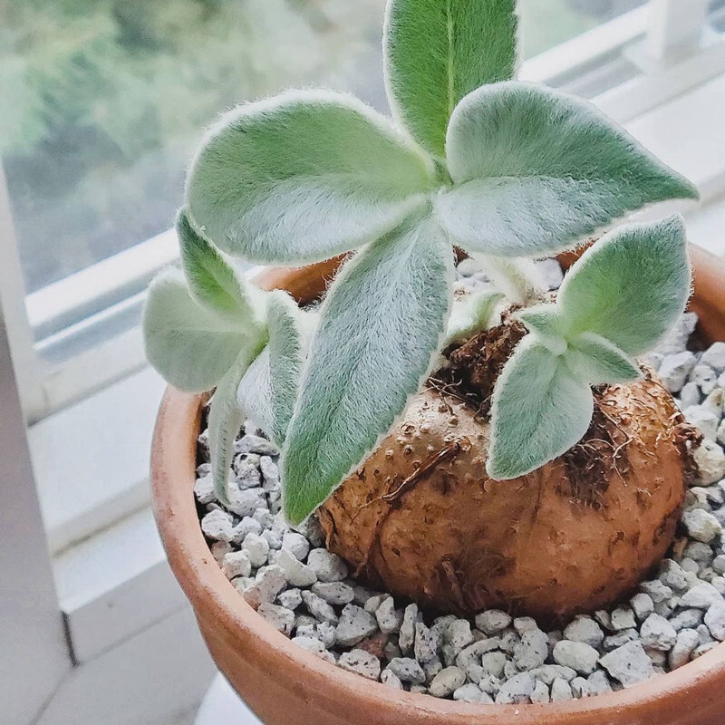 3-4cm 1PCS Cactus Live Plants Sinningia leucotricha Beautiful Root Tuber Cactus succulent plants