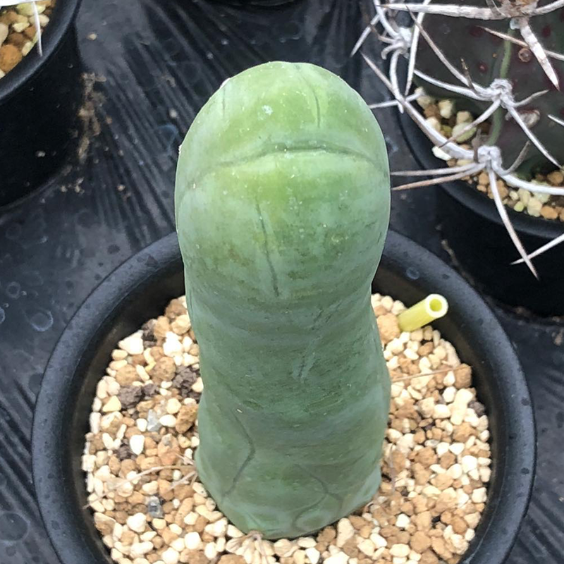 6-8cm Live Plants Cactus Trichocereus bridgesii Male Penis Beautiful Garden Charming Cactus
