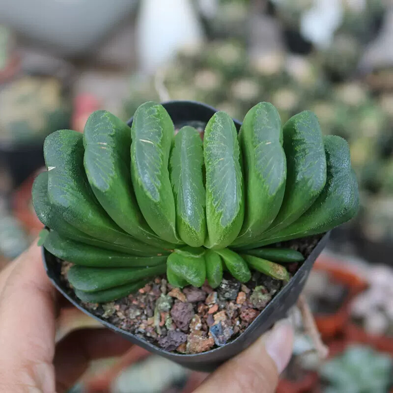 6cm 1PCS Seedling Cactus Live Plants Haworthia truncata Schönland Beautiful Rare succulent plant