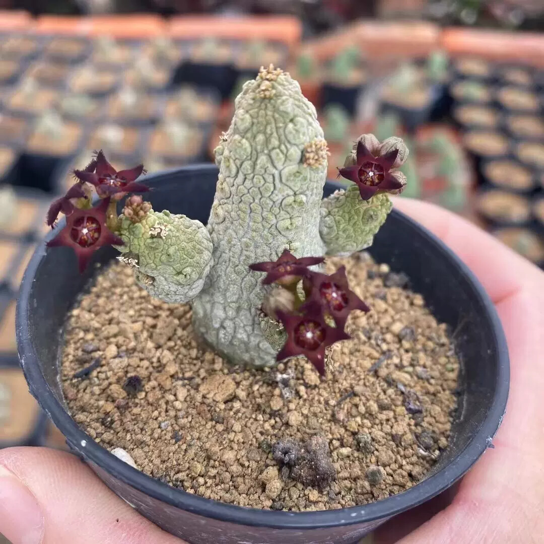 3-5CM multiple-heads Cactus Live Plant Pseudolithos Caput-viperae Beautiful Cactus Rare root tuber Cactus