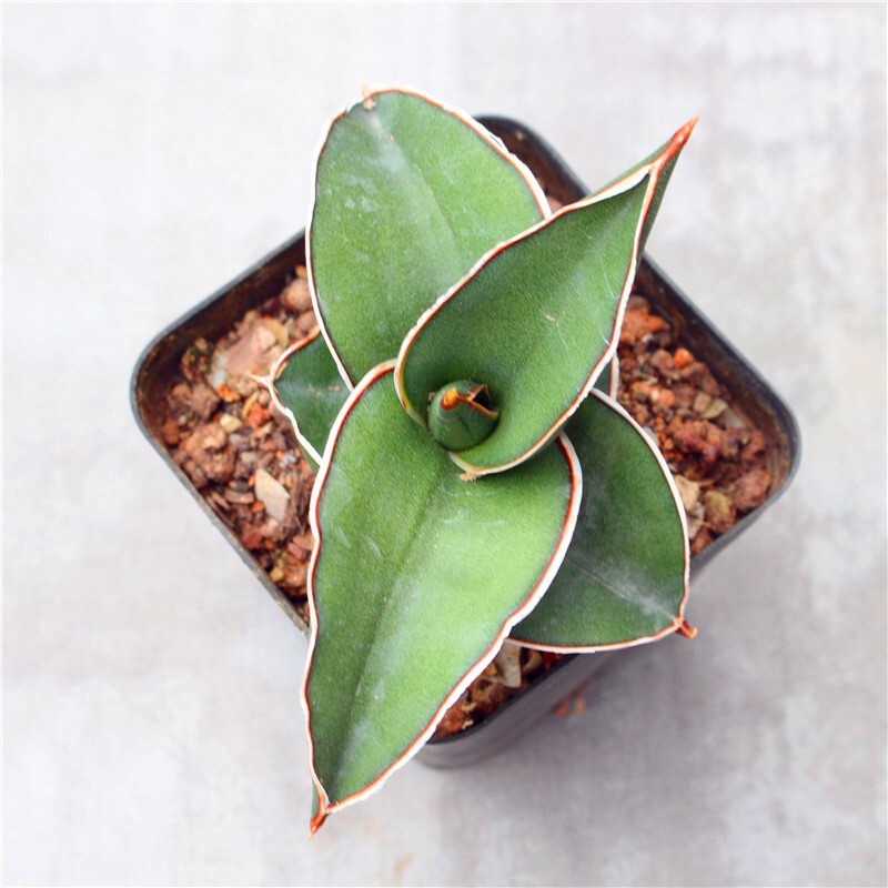5-7CM 1PCS Succulent Live Plant Sansevieria Samurai Dwarf Beautiful Sansevieria Rare Cactus