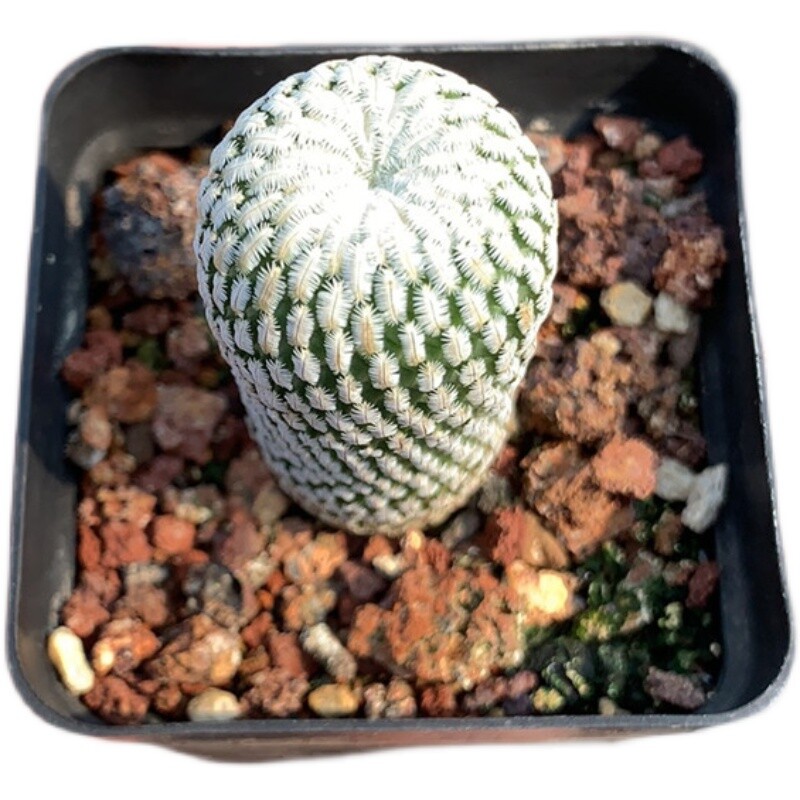 2-3cm Cactus Live Plants Turbinicarpus pseudopectinatus Beautiful Cactus Garden