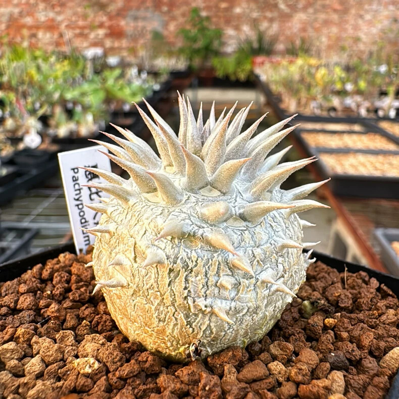 3-4cm 1PCS Seedling Cactus Live Plant Pachypodium Densiflorum X Brevicaule Beautiful Rare Garden Cactus