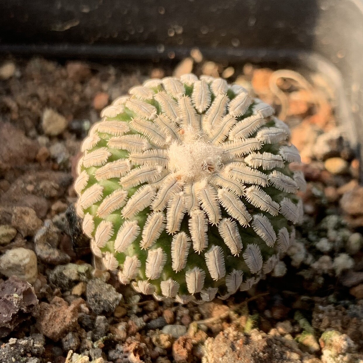 2-3cm Cactus Live Plants Turbinicarpus pseudopectinatus Beautiful Cactus Garden