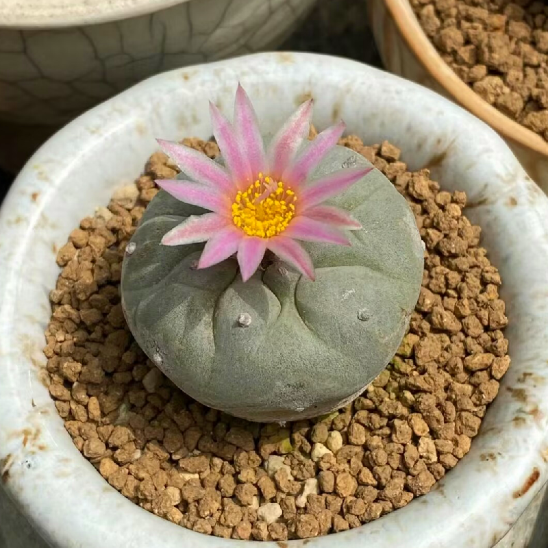 3cm Cactus Live Plants Lophophora williamsii Beautiful Cactus Rare Garden Cactus