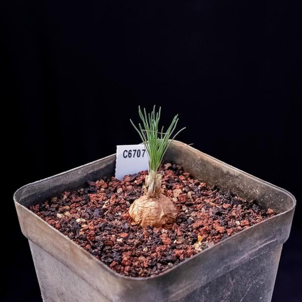 2cm Cactus Live Plants Ornithogalum Tortuosum Beautiful Rare Garden root tuber Cactus