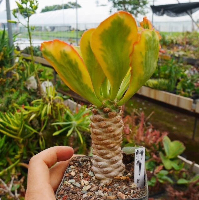 7-8cm 1PCS Seedling Cactus Live Plants Euphorbia poissonii Variegated Beautiful Garden succulent plant