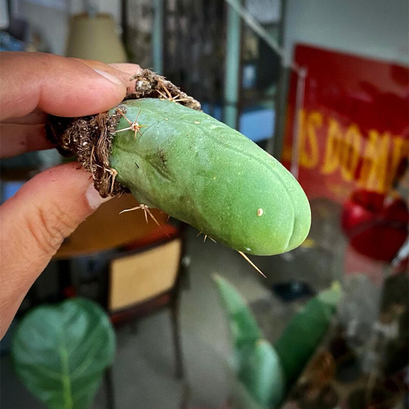 6-8cm Live Plants Cactus Trichocereus bridgesii Male Penis Beautiful Garden Charming Cactus