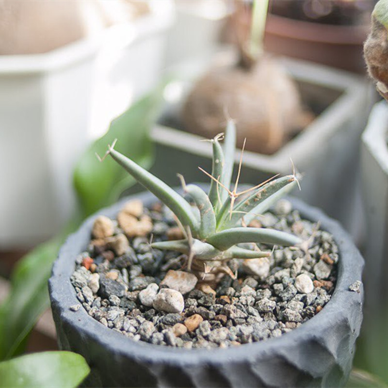 4-6cm 1PCS Seedling Cactus Live Plants Leuchtenbergia principis Beautiful Rare succulent plant