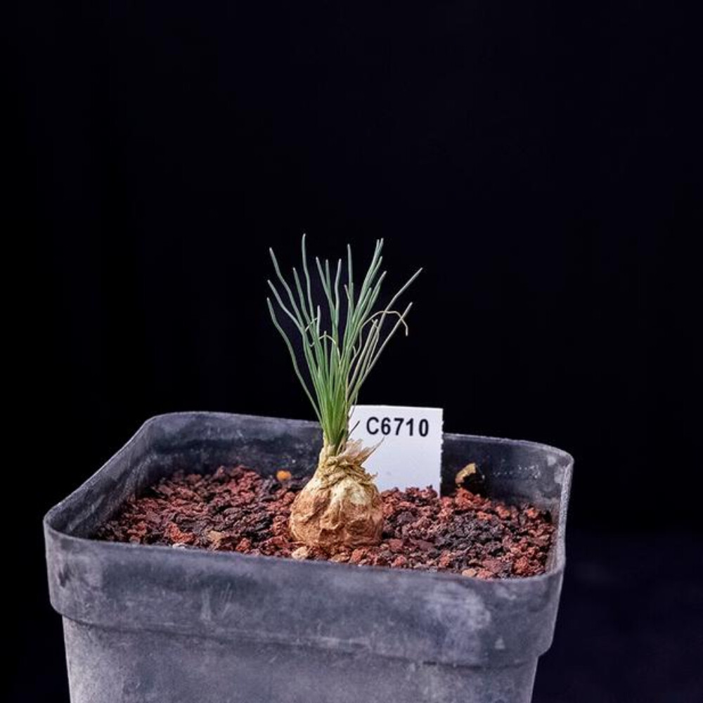 2cm Cactus Live Plants Ornithogalum Tortuosum Beautiful Rare Garden root tuber Cactus