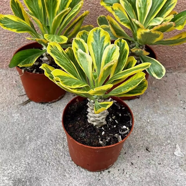 7-8cm 1PCS Seedling Cactus Live Plants Euphorbia poissonii Variegated Beautiful Garden succulent plant