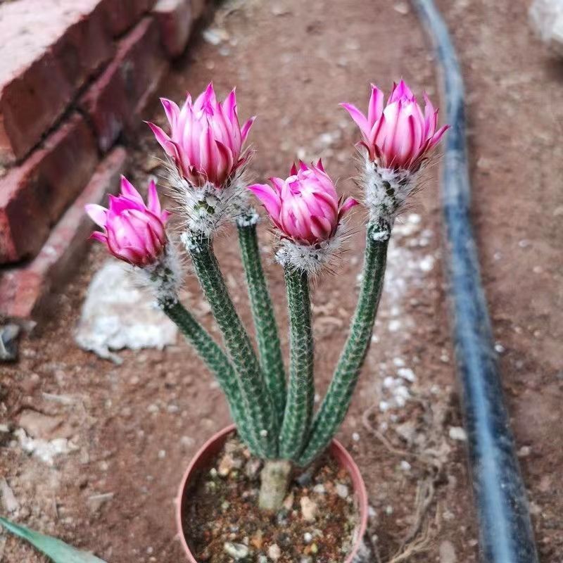 9cm 1PCS Cacuts Live Plants Echinocerteus Poselgeri Beautiful Cactus Rare Cactus