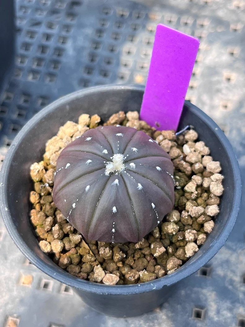 3PCS 3cm Cactus Live Plants Astrophytum Asterias Purple Astrophytum Beautiful Garden Rare Outdoor Planting