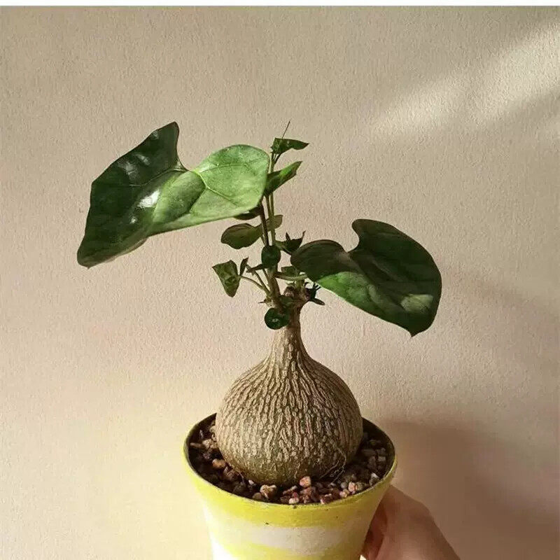 6cm 1PCS Seedling Cactus Live Plants Gerrardanthus macrorhizus Beautiful root tuber succulent plants