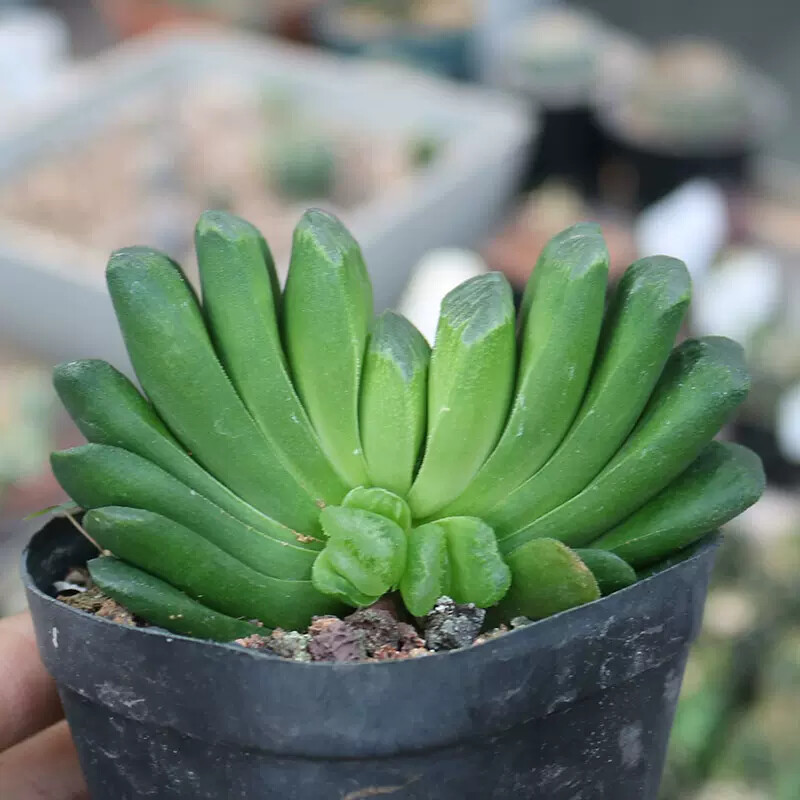 6cm 1PCS Seedling Cactus Live Plants Haworthia truncata Schönland Beautiful Rare succulent plant
