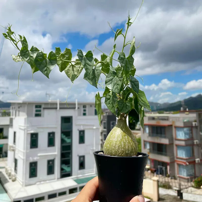 6cm 1PCS Seedling Cactus Live Plants Gerrardanthus macrorhizus Beautiful root tuber succulent plants