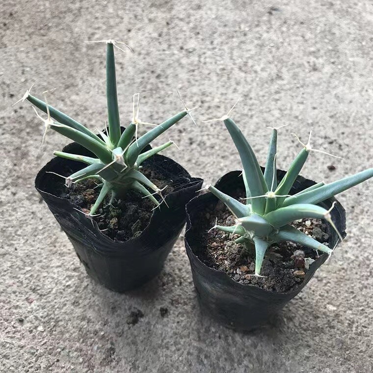 4-6cm 1PCS Seedling Cactus Live Plants Leuchtenbergia principis Beautiful Rare succulent plant