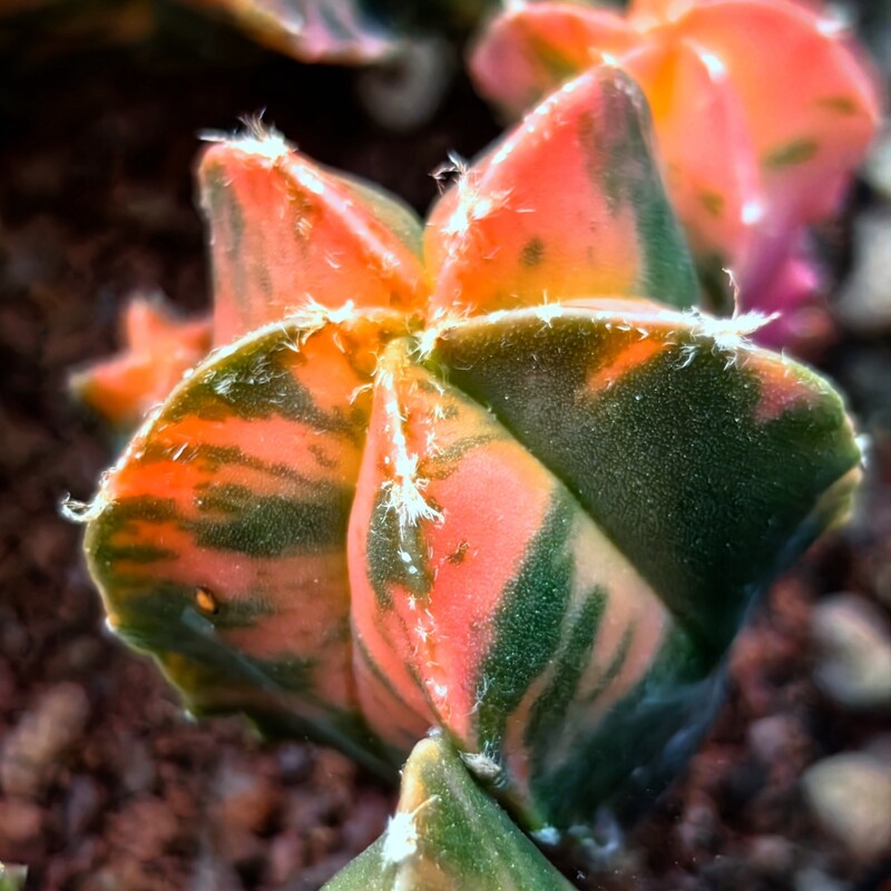 2CM 1PCS Seedling Cactus Live Plants Astrophytum Myriostigma Variegated Beautiful Rare Cactus