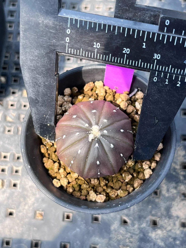 3PCS 3cm Cactus Live Plants Astrophytum Asterias Purple Astrophytum Beautiful Garden Rare Outdoor Planting