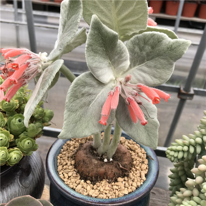 3-4cm 1PCS Cactus Live Plants Sinningia leucotricha Beautiful Root Tuber Cactus succulent plants