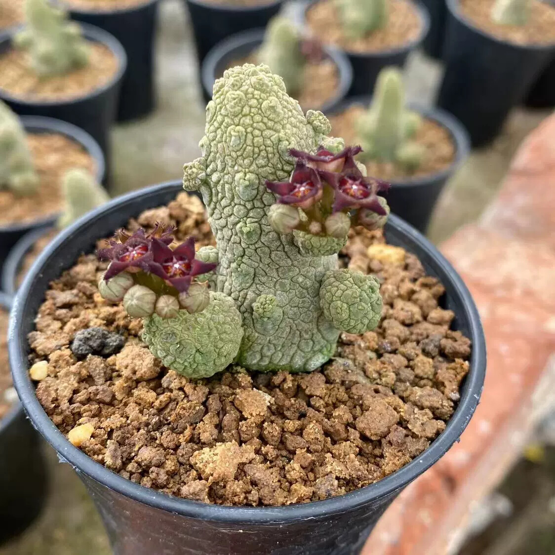 3-5CM multiple-heads Cactus Live Plant Pseudolithos Caput-viperae Beautiful Cactus Rare root tuber Cactus