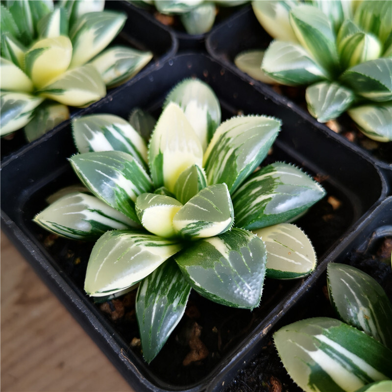 5-6cm Cactus Live Plants Haworthia heidelbergensis Variegata Beautiful Live Plants Rare Cactus