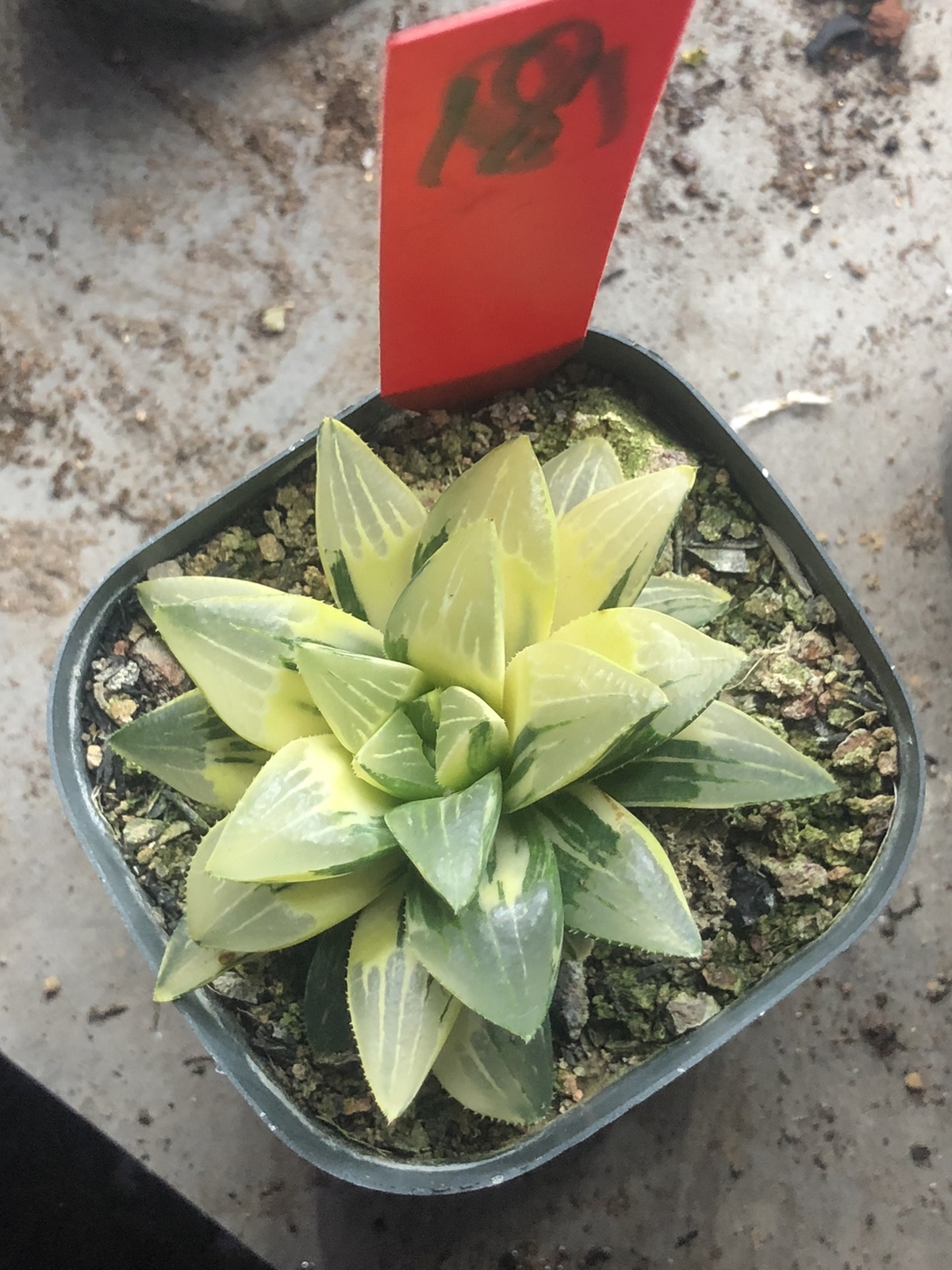 5-6cm Cactus Live Plants Haworthia heidelbergensis Variegata Beautiful Live Plants Rare Cactus