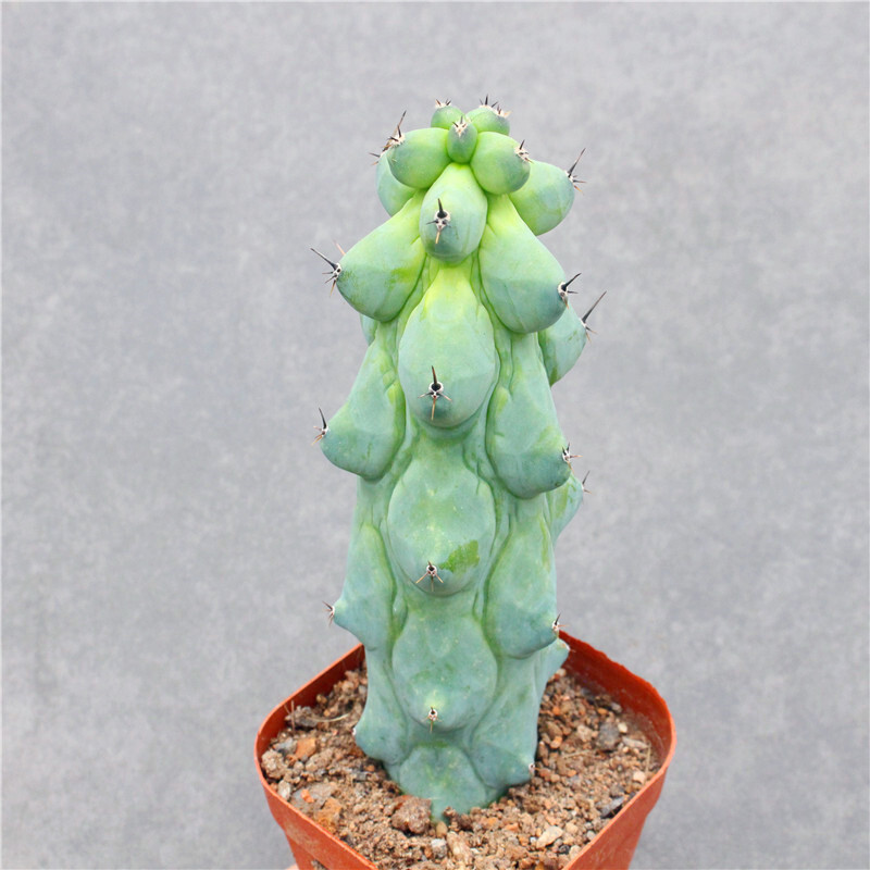 10cm Cactus Live Plant MyrtillocAactus Geometrizans Fukurokuryuzinboku Rare Cactus