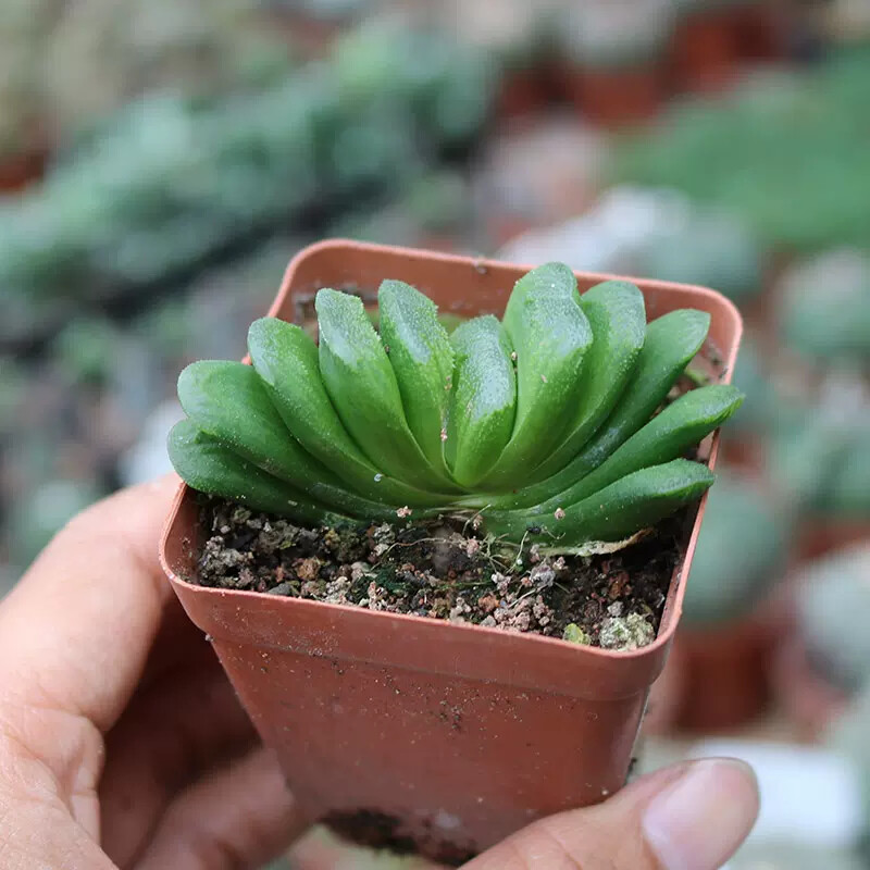 6cm 1PCS Seedling Cactus Live Plants Haworthia truncata Schönland Beautiful Rare succulent plant