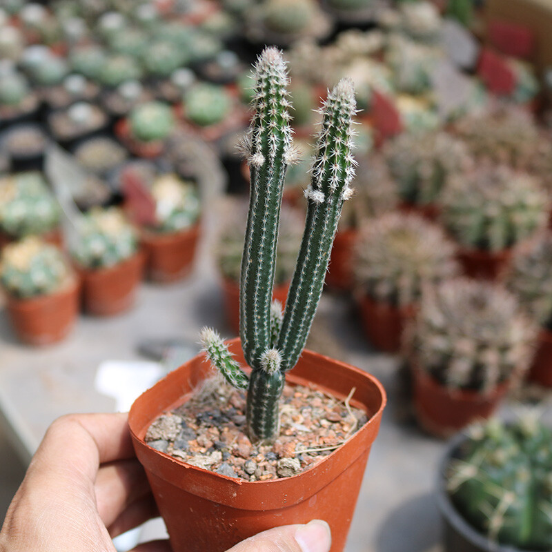 9cm 1PCS Cacuts Live Plants Echinocerteus Poselgeri Beautiful Cactus Rare Cactus