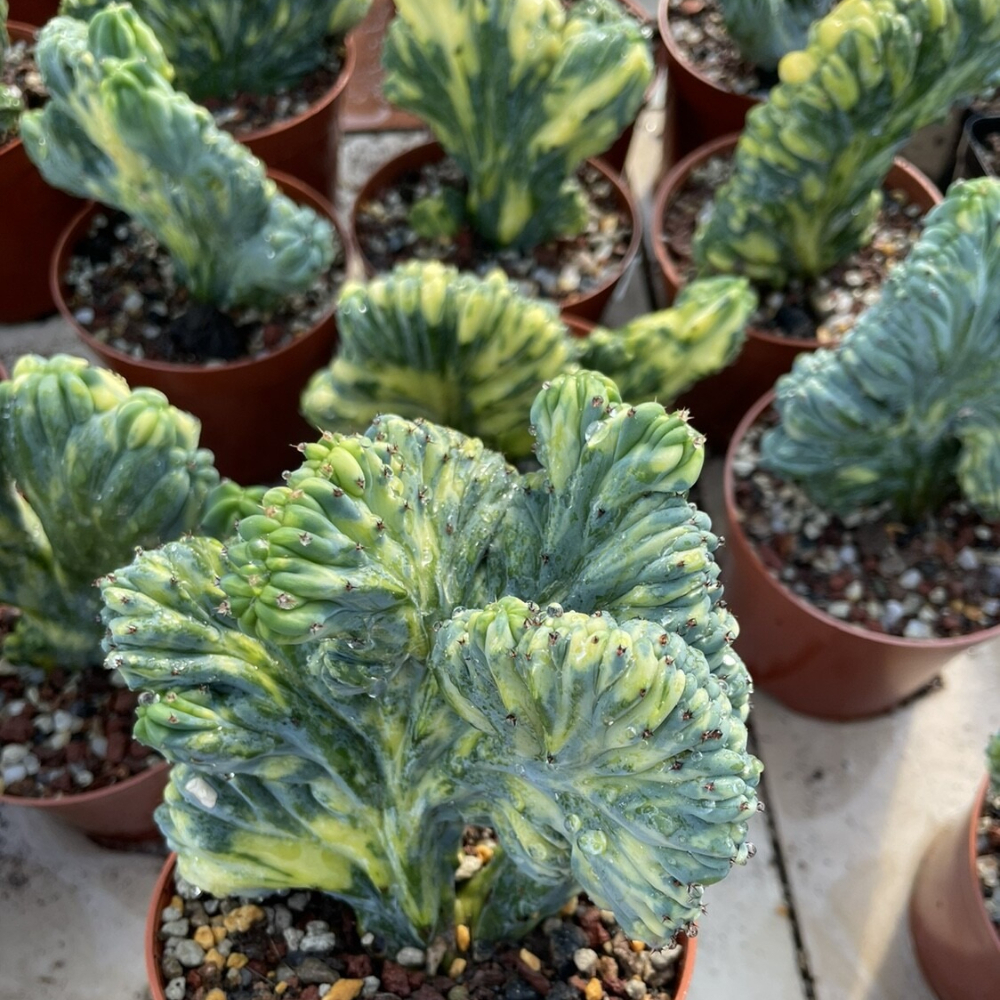 7-10cm 1PCS Cactus Live plants Myrtiiocactus Geometrizans Cristata Variegated Beautiful Rare garden Cactus