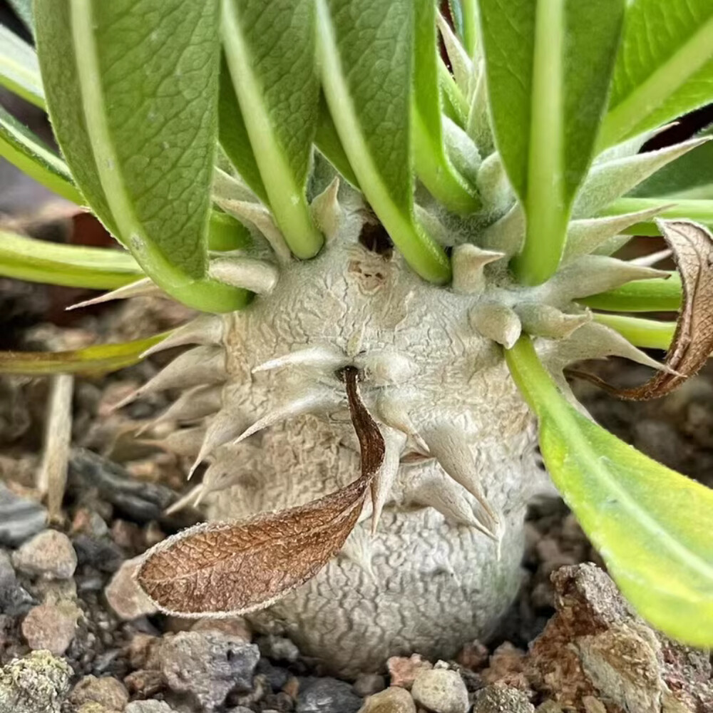 3-4cm 1PCS Seedling Cactus Live Plant Pachypodium Densiflorum X Brevicaule Beautiful Rare Garden Cactus
