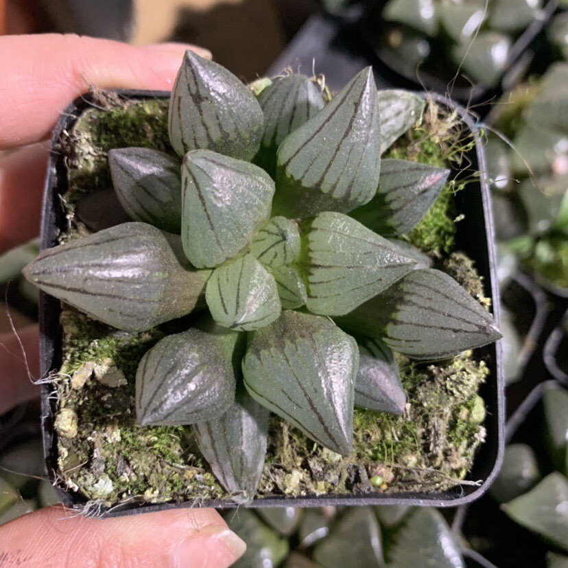 5-6cm 1PCS Seedling Cactus Live Plants Haworthia Magnifica V.atrofusca Beautiful Rare succulent plant