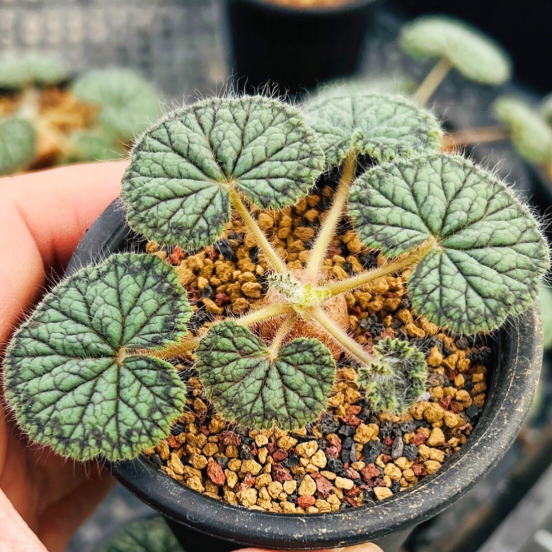 2cm Seedling Cactus Live Plants Pelargonium Barklyi Beautiful Cactus Root Tuber succulent plants