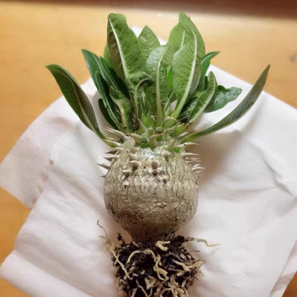 3-4cm 1PCS Seedling Cactus Live Plant Pachypodium Densiflorum X Brevicaule Beautiful Rare Garden Cactus