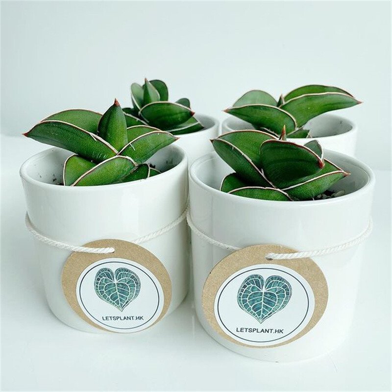 5-7CM 1PCS Succulent Live Plant Sansevieria Samurai Dwarf Beautiful Sansevieria Rare Cactus