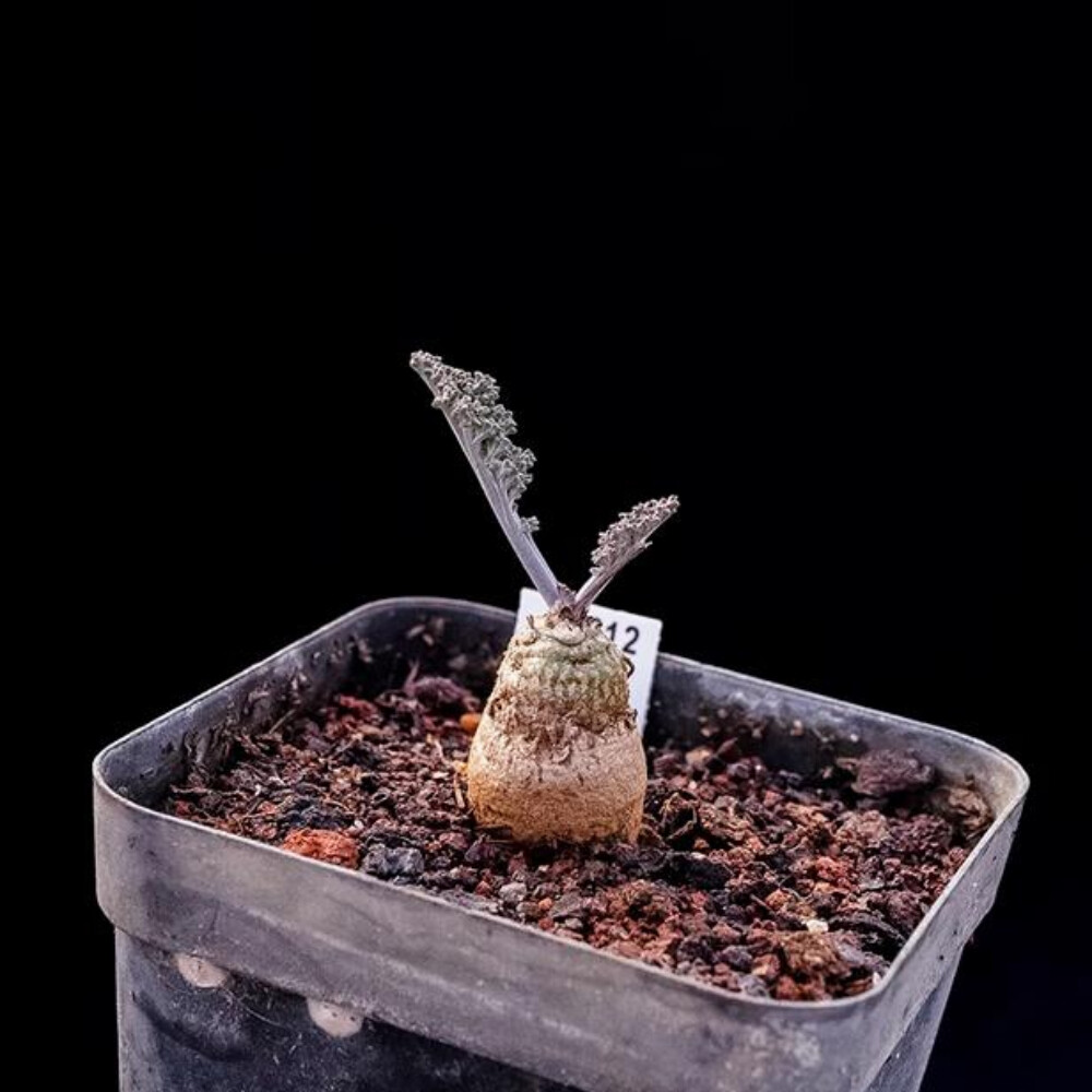 2CM 1PCS Cactus Live Plants Pelargonium Parviflorum Beautiful Cactus Rare Root tuber Cactus